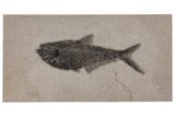 Fossil Fish (Diplomystus) - Wyoming #211204-1